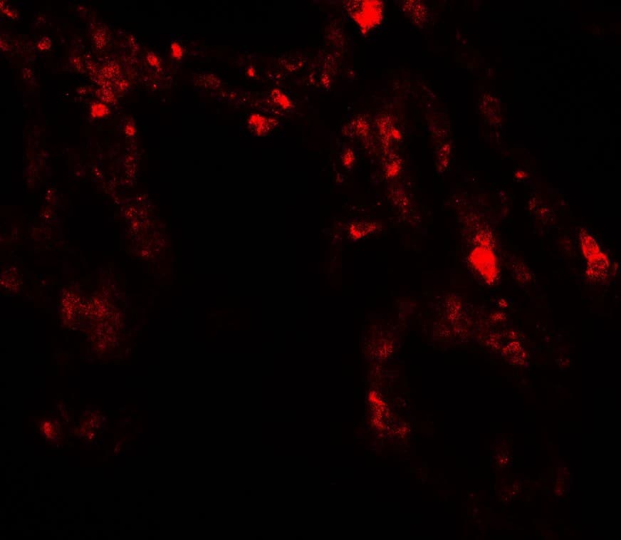 IHC-plus™ UVRAG Antibody