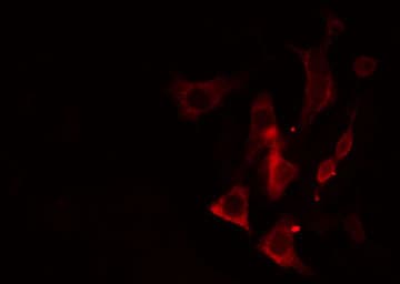 CYP2A13 Antibody