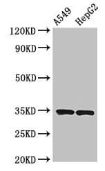KLRK1 / CD314 / NKG2D Antibody