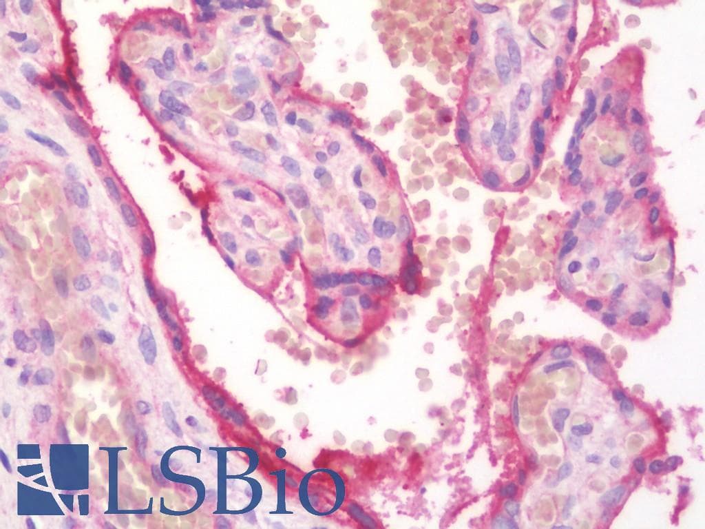 IHC-plus™ Monoclonal Mouse anti-Human ALPI / Alkaline Phosphatase Antibody (clone 3B10E7, aa397-458, IHC, WB)