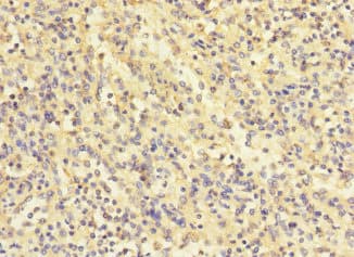 COQ4 Antibody