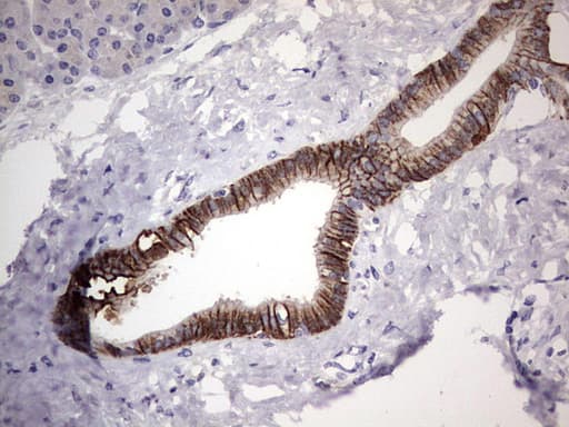 BOULE / BOLL Antibody (clone OTI2D11)