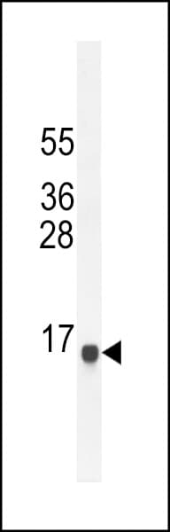 SPAG11A Antibody (aa14-42)