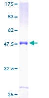 Human NOTCH2NL Protein (Recombinant GST)