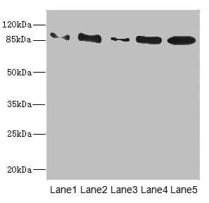 T1R3 / TAS1R3 Antibody