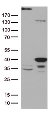 GTF2H3 Antibody (aa1-241, clone OTI4B5)