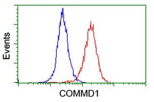 IHC-plus™ COMMD1 Antibody (clone 2E2)