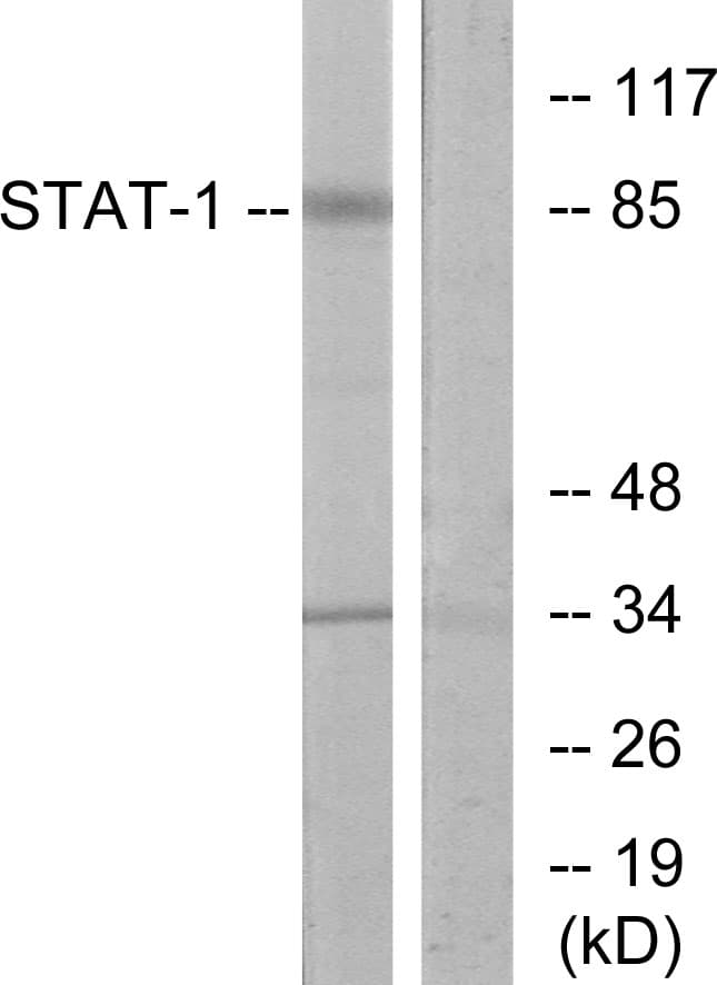 STAT1 Antibody (aa668-717)