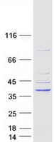 Human GIMAP1 Protein (Recombinant Myc-DDK (Flag))