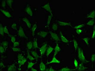 BATF3 Antibody