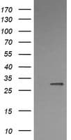 KLK8 / Kallikrein 8 Antibody (clone OTI10F9)