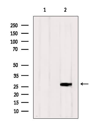 RAB33A Antibody