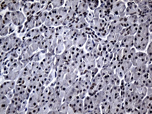 RPAIN Antibody (clone OTI6A7, Carrier-free)