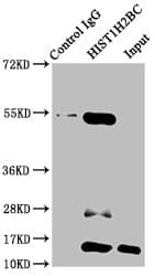 HIST1H2BN Antibody