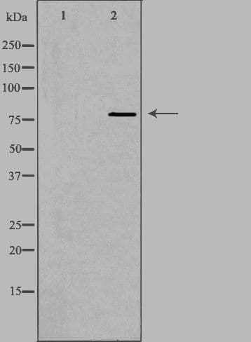 CAPN12 / Calpain 12 Antibody