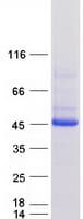 Human SERPINB9 / PI9 Protein (Recombinant Myc-DDK (Flag))