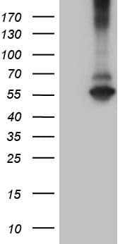 Monoclonal Mouse anti-Human RNF149 Antibody (clone OTI11H7, aa250-383, WB)