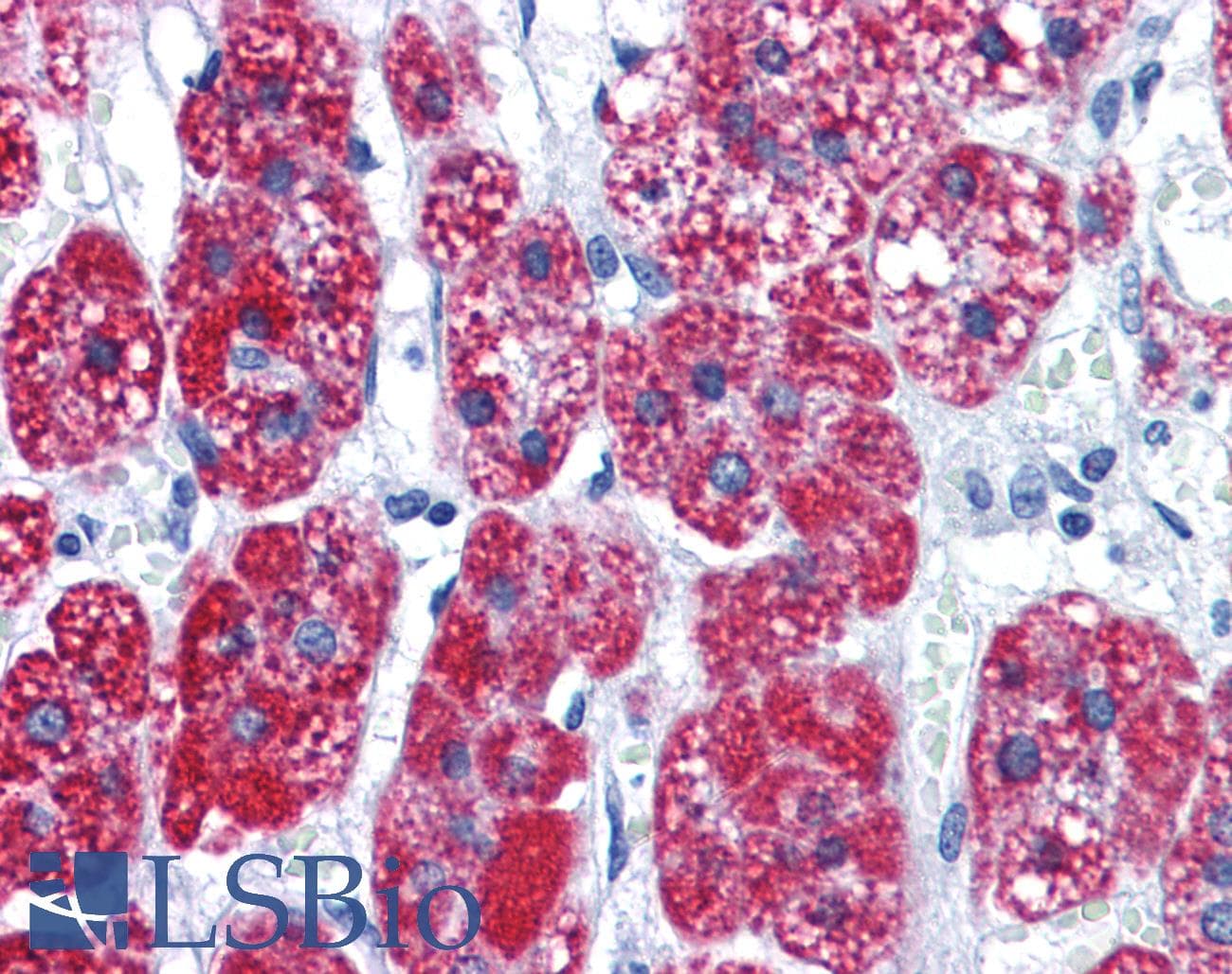 IHC-plus™ CAD Antibody