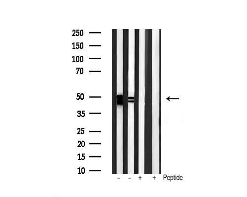 GSK3A / GSK3 Alpha Antibody (phospho-Tyr279,pTyr216)