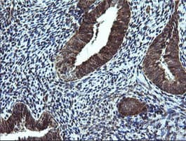 NDUFB9 Antibody (clone OTI3A1)