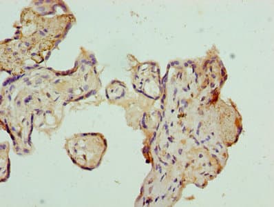 AZIN1 Antibody