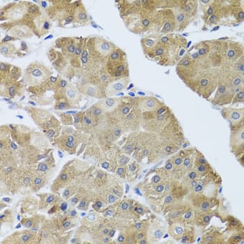 NMU / Neuromedin U Antibody