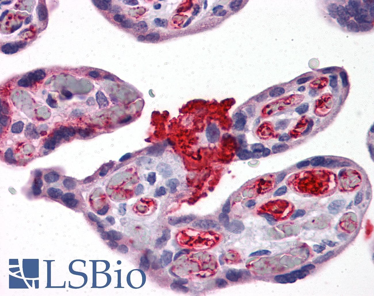 IHC-plus™ MSX2 / MSH Antibody (clone 1F6)