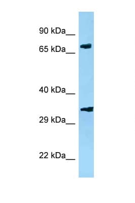PJA2 Antibody (aa24-73)