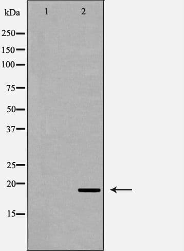 REG3A Antibody