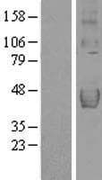 Human TRAIL-R4 / DCR2 Protein (Over-Expression Lysate Myc-DDK (Flag))