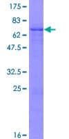 Human ZNF558 Protein (Recombinant GST)