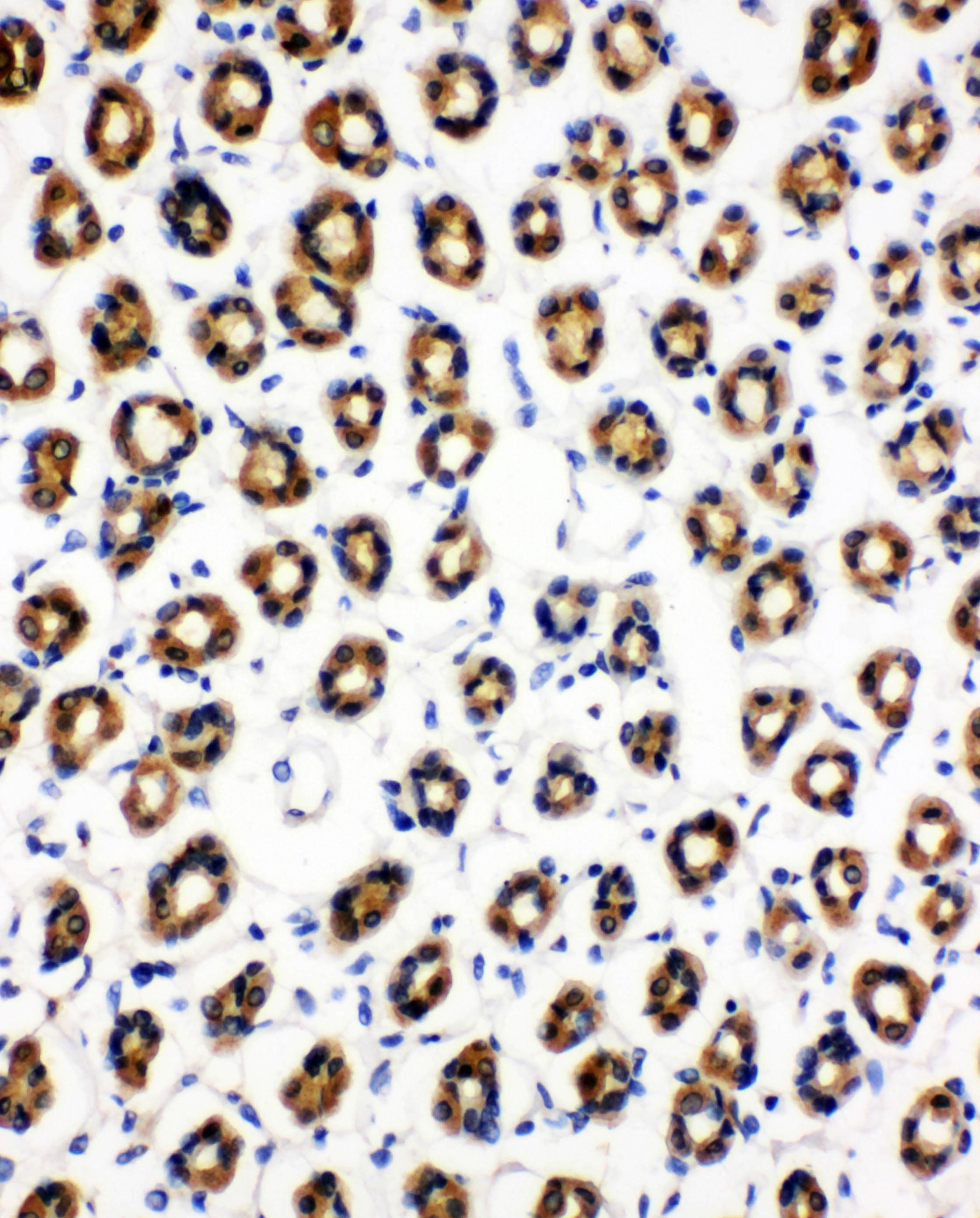 SDHC Antibody (aa35-50)