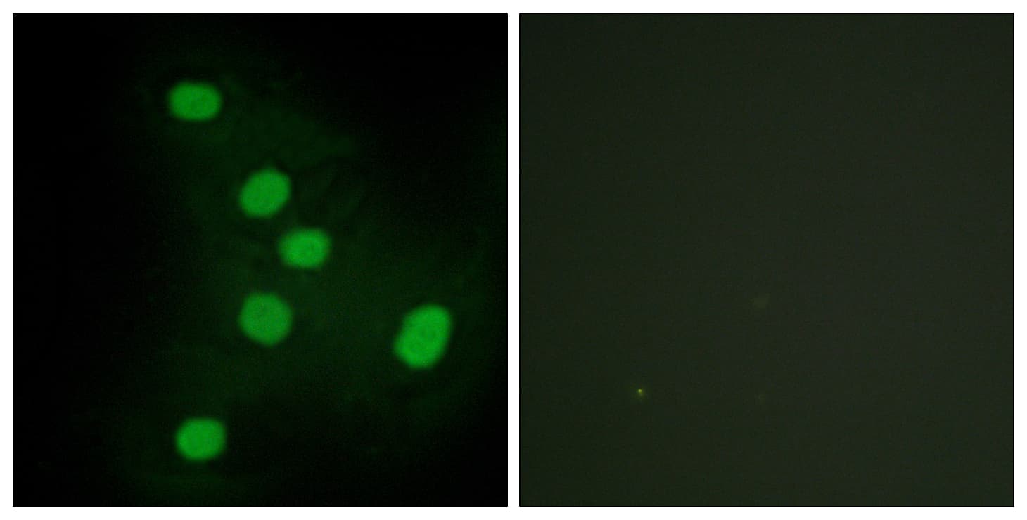 EAR2 / NR2F6 Antibody (aa11-60)