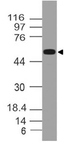 p56lck / LCK Antibody