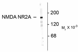 IHC-plus™ GRIN2A / NMDAR2A / NR2A Antibody (N-Terminus)