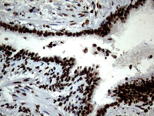 SH3BGRL Antibody (clone OTI8F7)