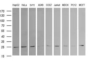 RAB21 Antibody (clone OTI6F6, Carrier-free)