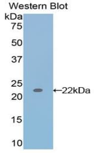 IL17 Antibody (aa1-155, Cy3)