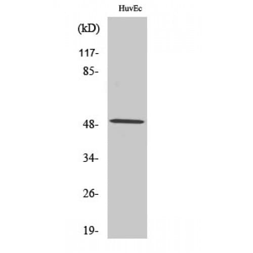 CSTF1 Antibody (1-80 aa, N-terminal)