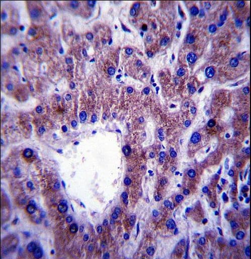 CNIH1 / CNIH Antibody (aa76-104)