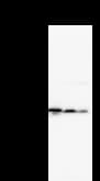 CLNS1A Antibody (clone 2187C2a)