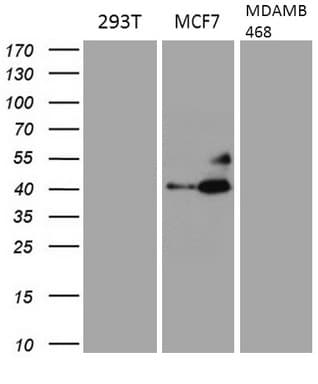 GATA3 Antibody (aa155-443, clone OTI5F1)