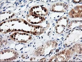 PRMT2 Antibody (clone OTI3A3)