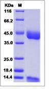 Monkey-Rhesus CD1B + B2M Heterodimer Protein (Recombinant His,C-terminus)