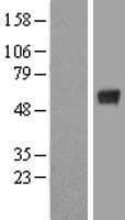 KCTD15 Protein (Over-Expression Lysate Myc-DDK (Flag))