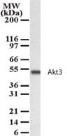IHC-plus™ AKT3 Antibody (aa119-136)