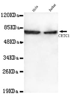 Monoclonal Mouse anti-Human CRTC1 / MECT1 / TORC1 Antibody (N-Terminus, WB)