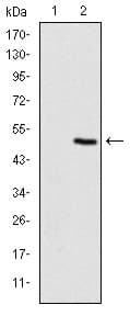 Monoclonal Mouse anti-Human TNNI2 Antibody (clone 2F12A11, IHC, WB)