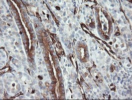 TMEM173 / STING Antibody (clone 4.00E+12, Carrier-free)
