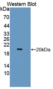 LECT2 Antibody (aa1-151)